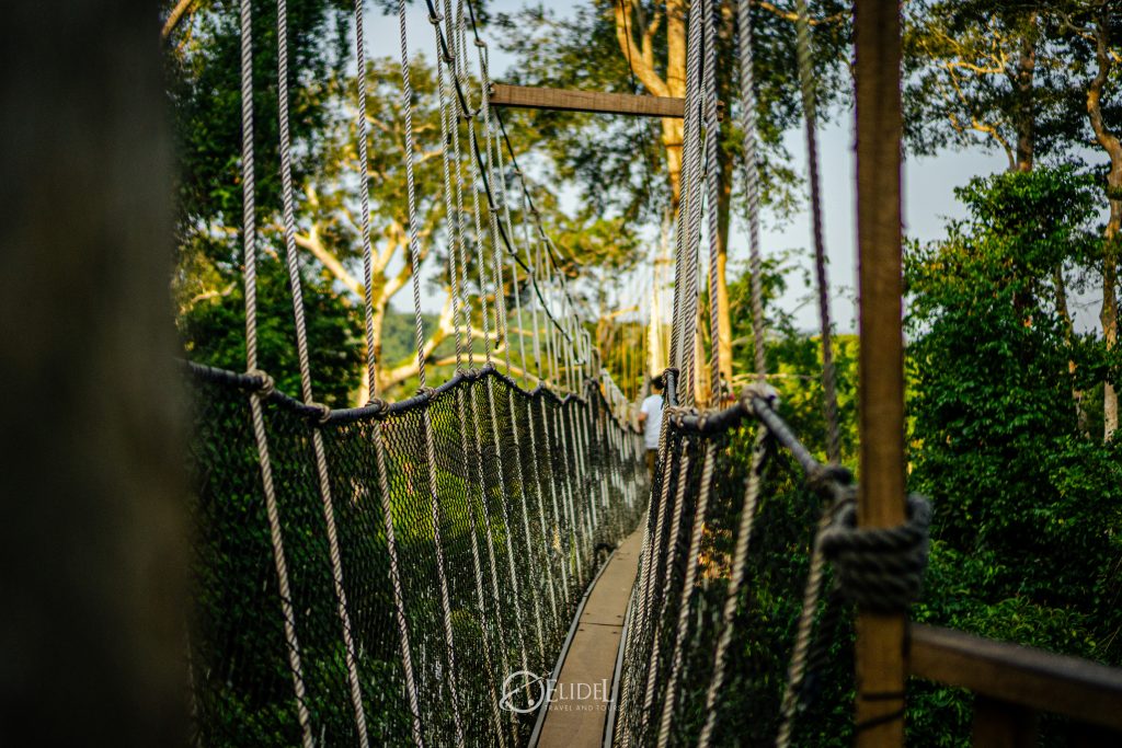 Canopy Walkway at Kakum National Park