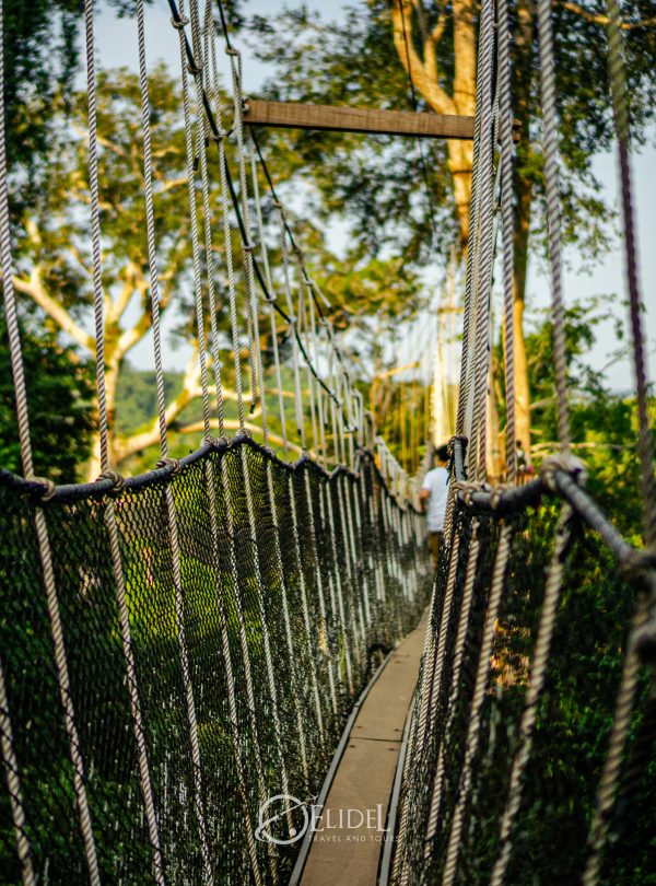 Canopy Walkway at Kakum National Park