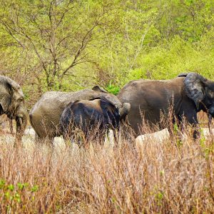Mole National Park