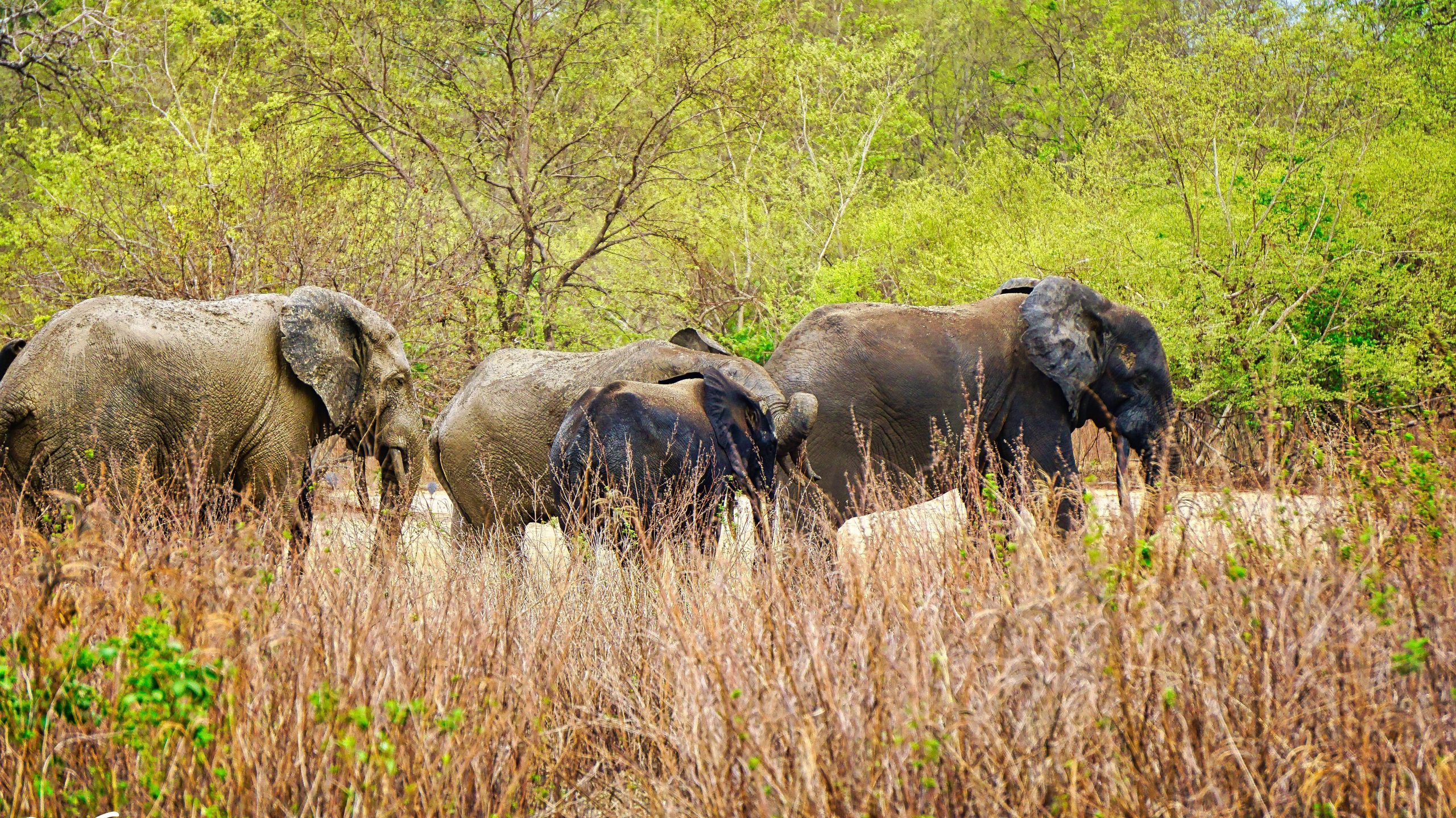 Mole National Park Elephants