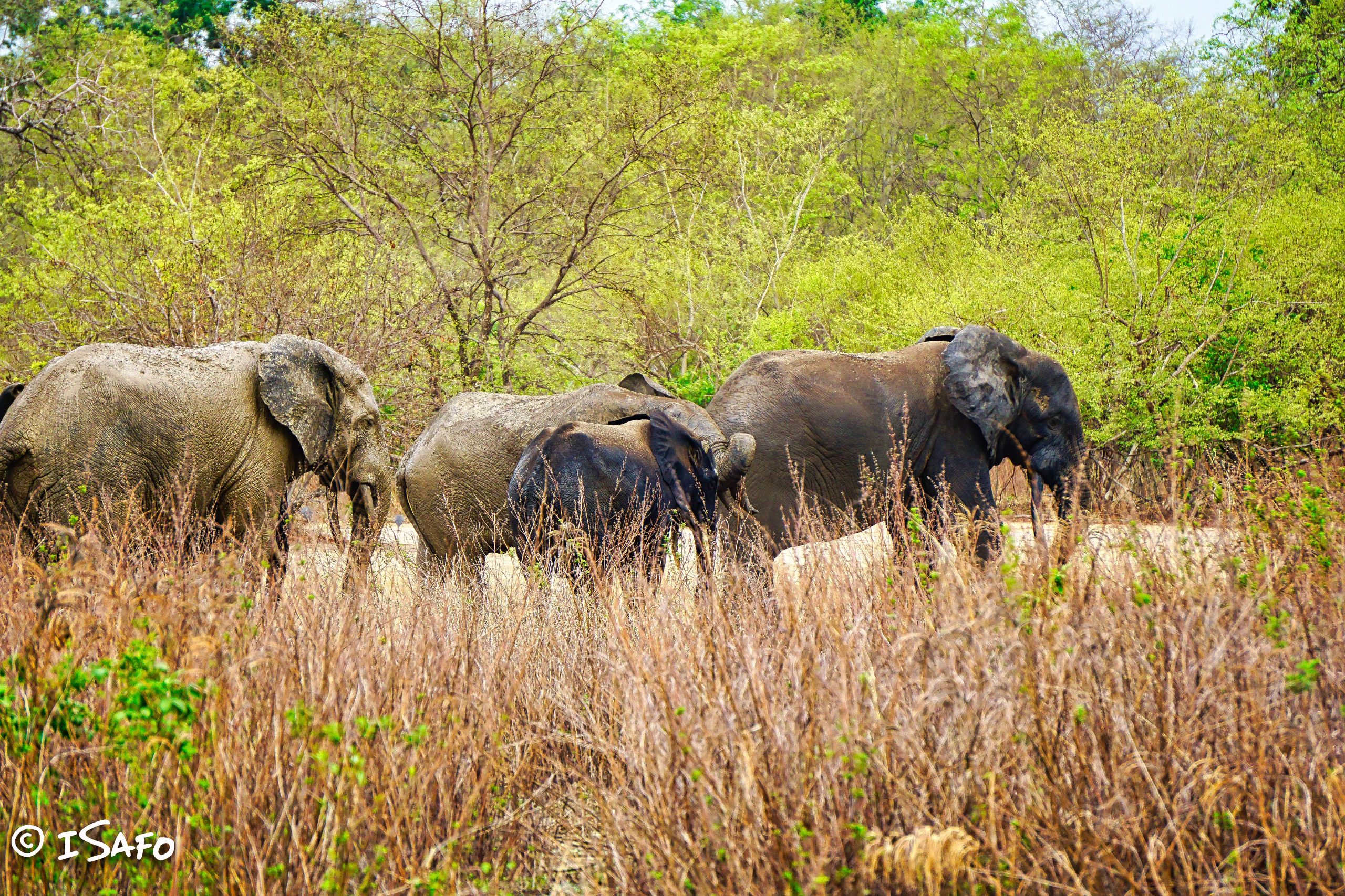Mole National Park scaled