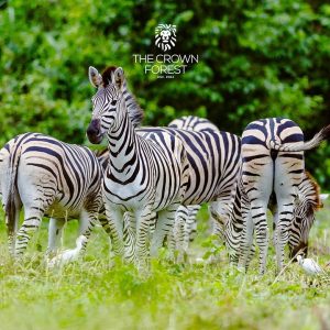 @thecrownforestghana – R⤓Download 20