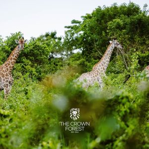 @thecrownforestghana – R⤓Download 8